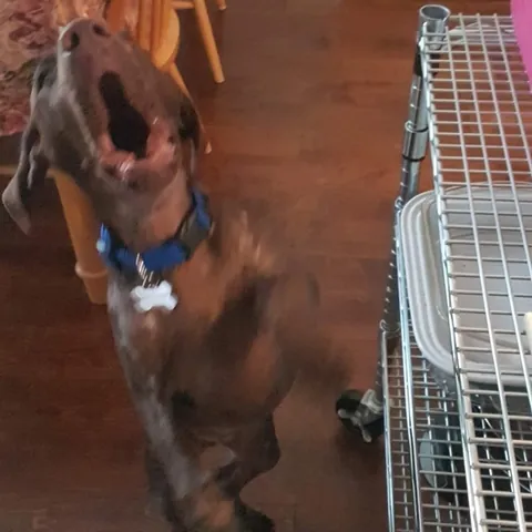 Title of this masterpiece: Dinner is late by 3 minutes... 😆🫶