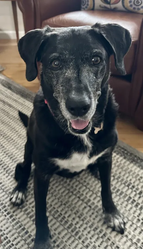 This old lady has lost most of her hearing. She didn’t hear a single firework last night. 