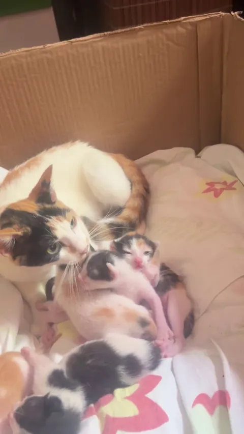 Rescue babies…eyes finally open!!