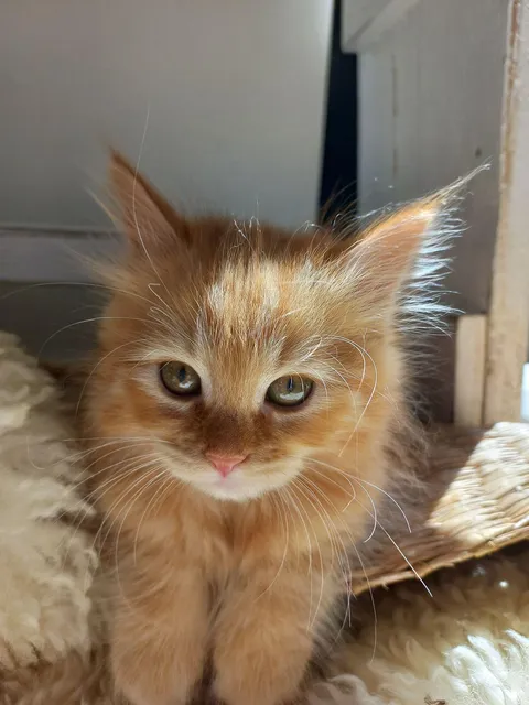 My precious kitty ❤️🐾