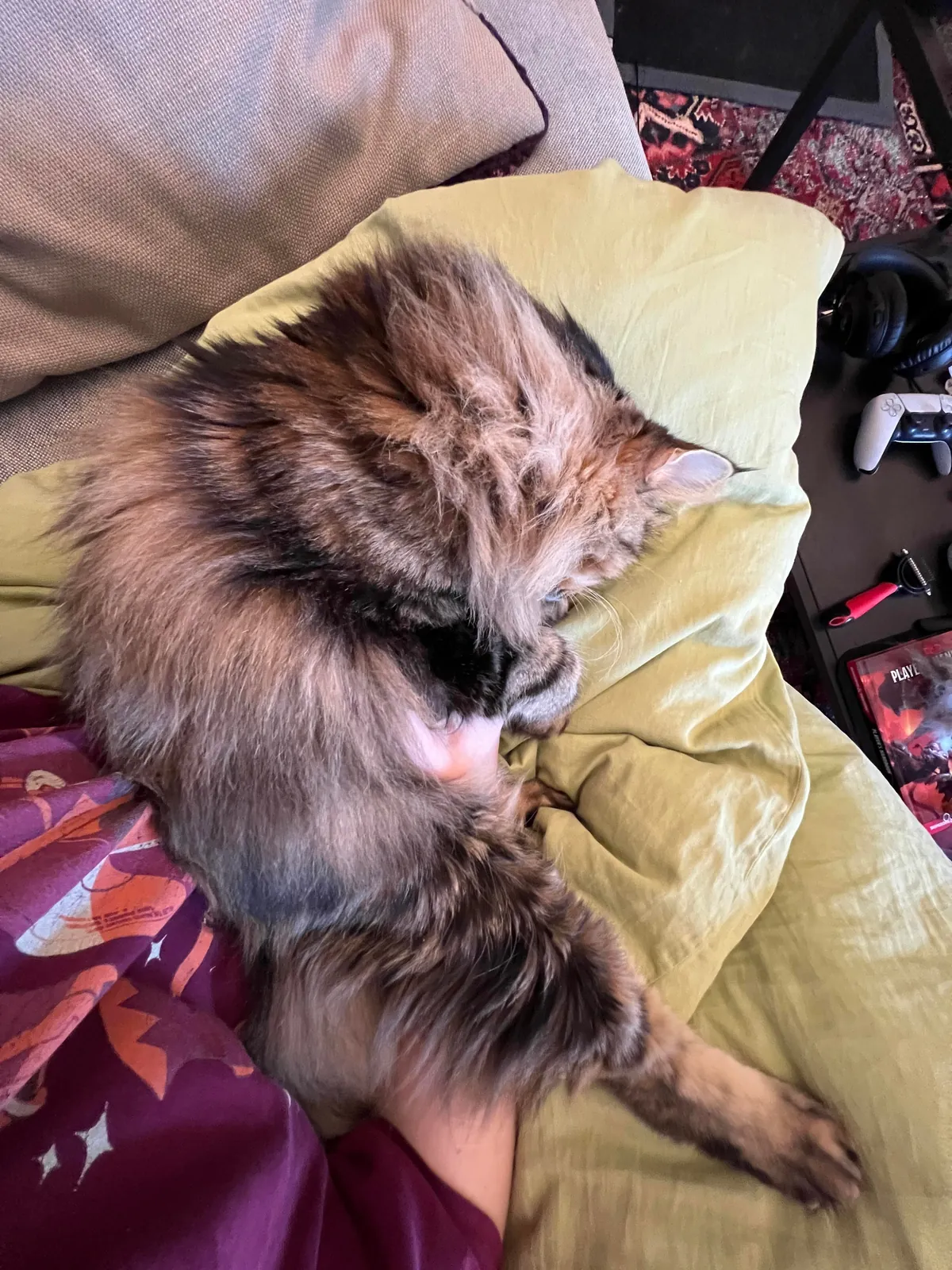 Just a sweet story about adopting a senior cat :)