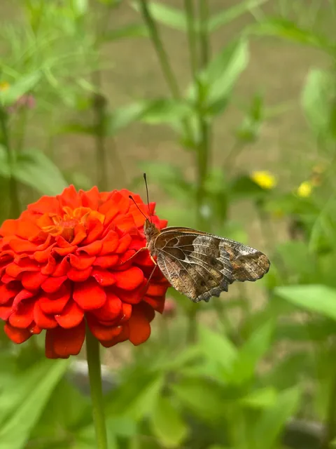 Accidental Butterfly Sanctuary
