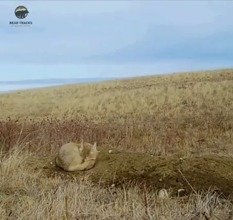 The fleet fox evades a bird of prey.