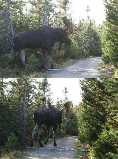 🔥This absolute unit of an Alaskan Bull Moose