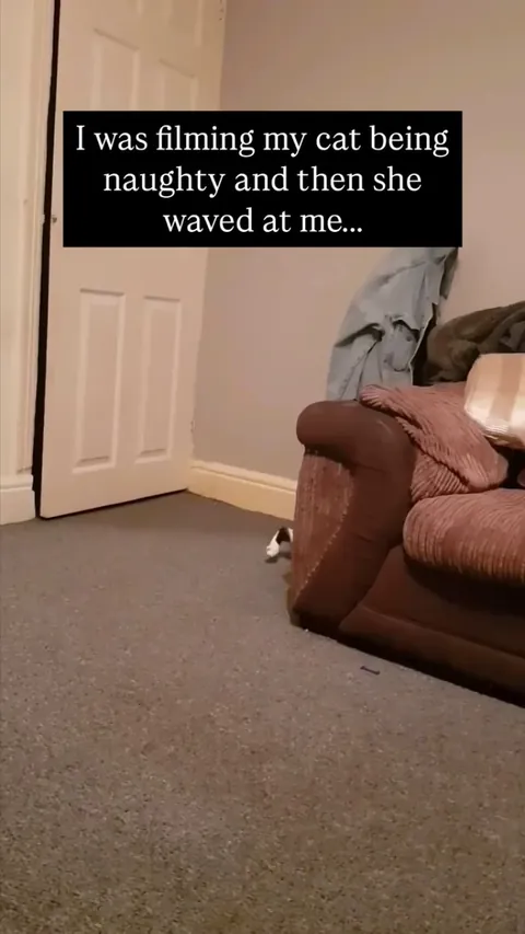 Cat's are evolving 🤣