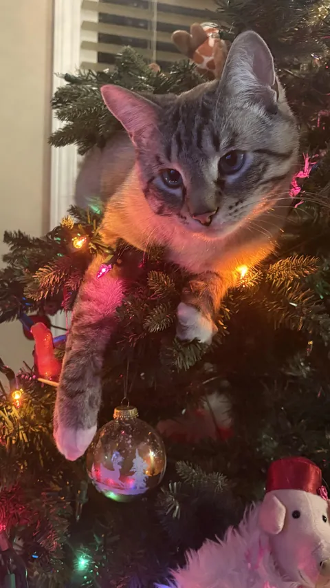 Merry Christmas from Mooncake! 