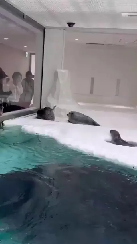 Seals fighting like cats