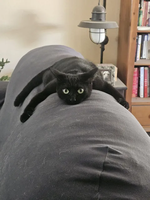 Artemis doing her pre-zoomies catbus pose