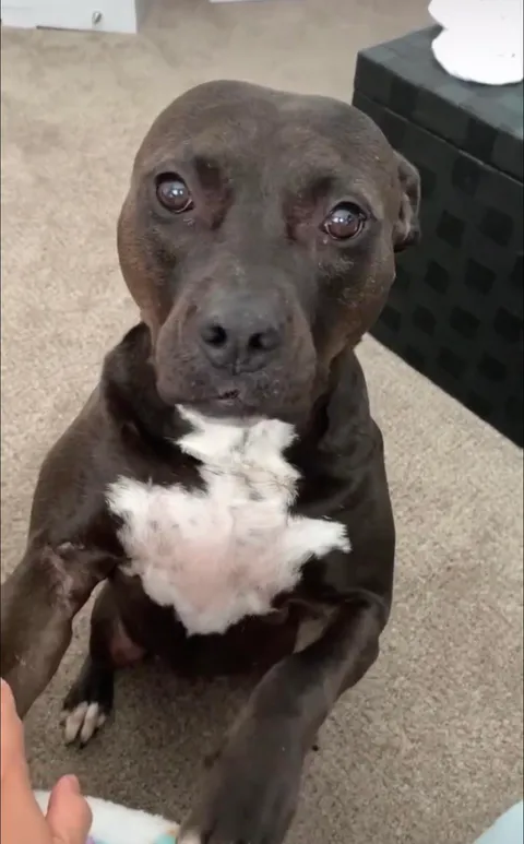 Poor seal pupper is sad she has a permanent downvote arrow :(