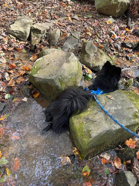 Dog insists on wedging himself between this specific tight rock passage every time we hike here. Thoughts??