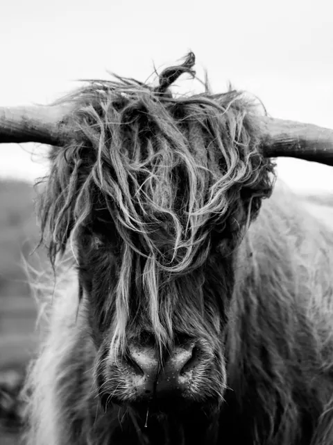 Highland cow