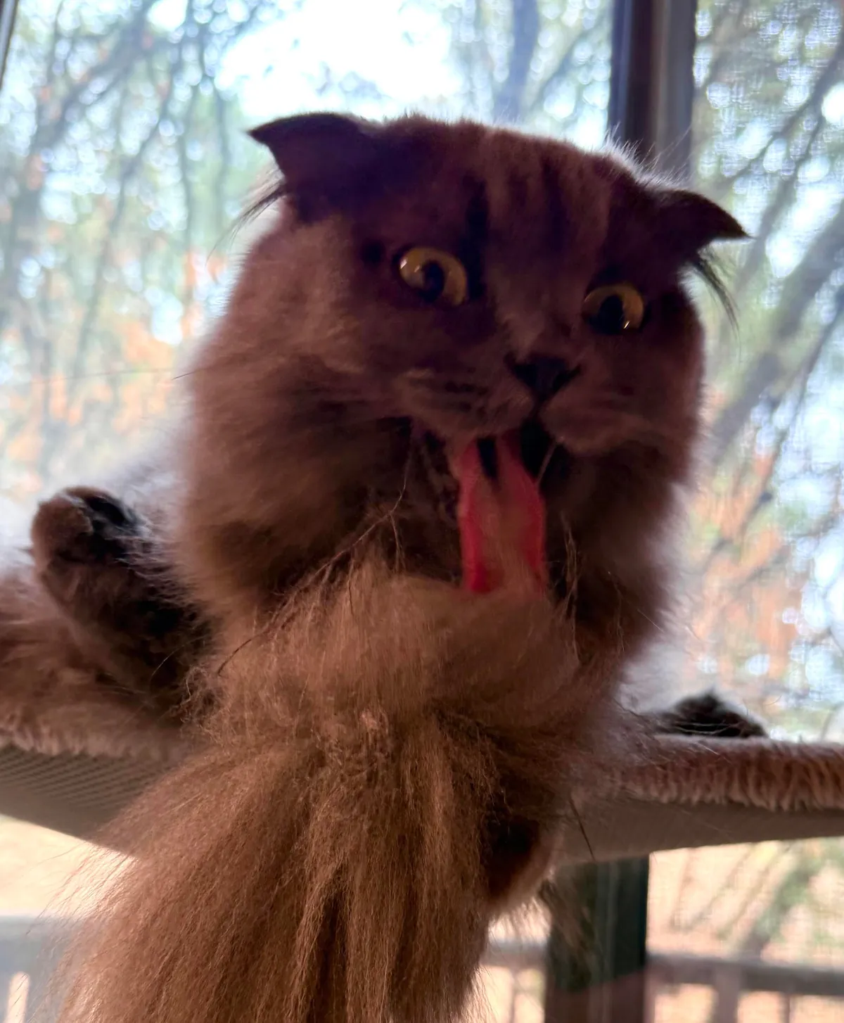 WHAT EVEN IS THIS THING