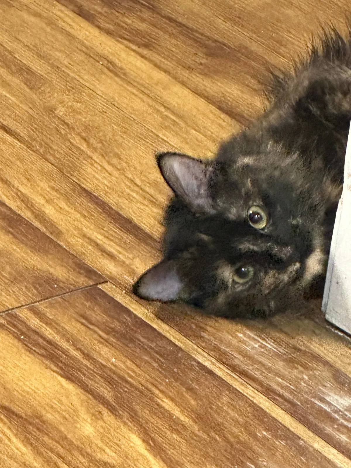 Somebody’s watching me