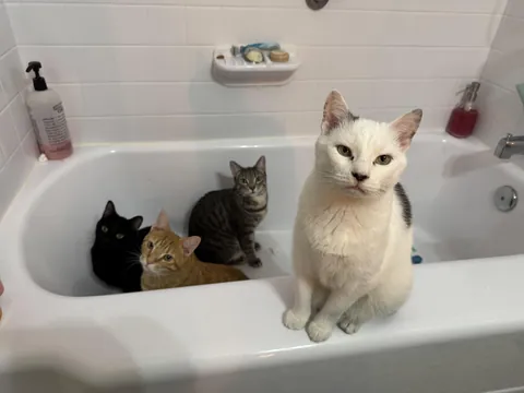 Jonesy, Reilly and Bonnie (in the tub) and their uncle Butters are lifeguards. They keep me from taking dangerous baths!