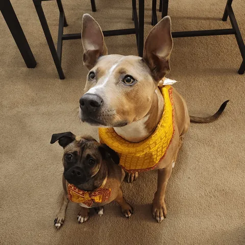 Layla and Ziggy celebrated Diwali by demanding treatos