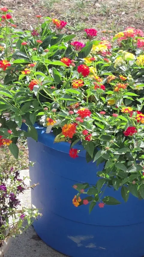 My sale lantanas have brought me clear wing hummingbird moths!