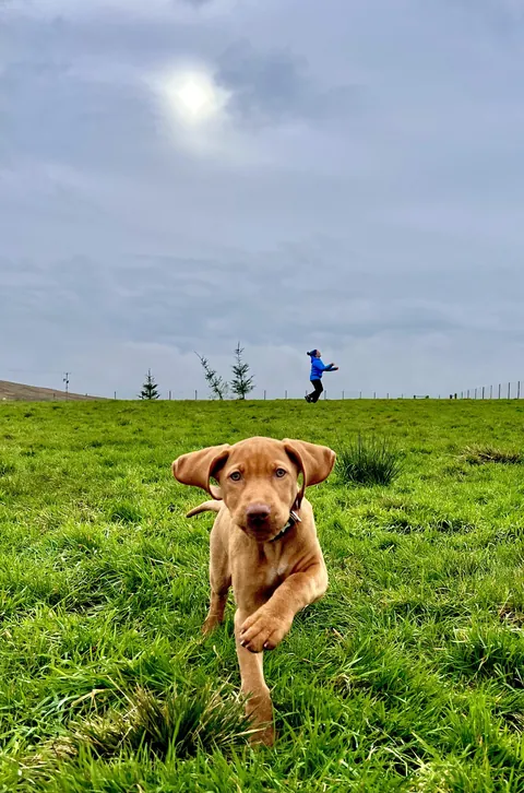 I’m Bosun! This is my first time out and off the lead!