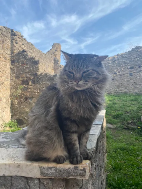 Sweet fur baby who lives in the ruins of Pompeii—enjoying the breeze