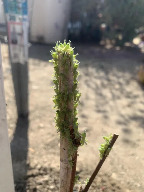 Found these guys hanging on my boysenberry plant right next to my corn 🌽. Should I be concerned ?🤷‍♂️