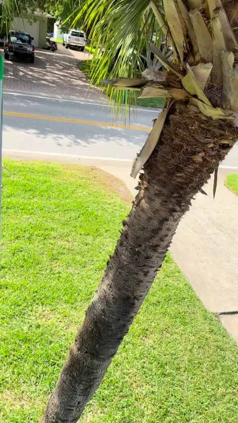 This year I have 4 baby owlets in my owl box!