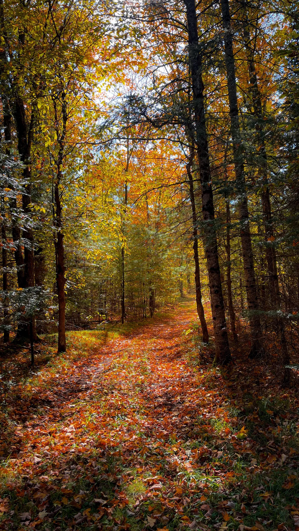 Autumn in Northwoods, Wisconsin [OC] [2268 x 4032]