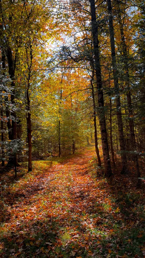Autumn in Northwoods, Wisconsin [OC] [2268 x 4032]