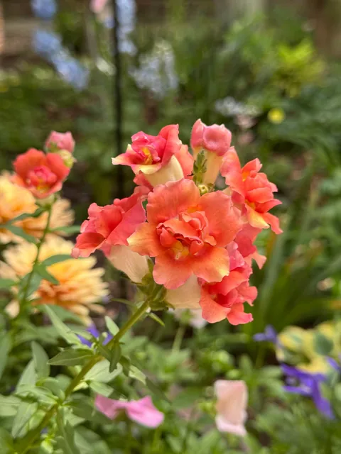 Annual garden party with my best friend!