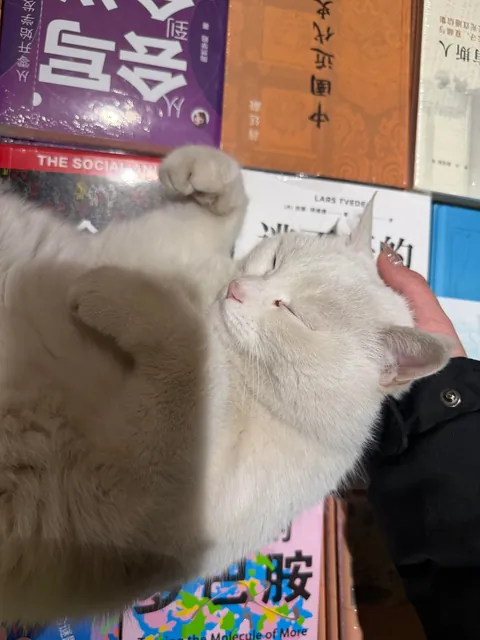 Meet the super cute resident white cat at our school bookstore（Peking University，China）