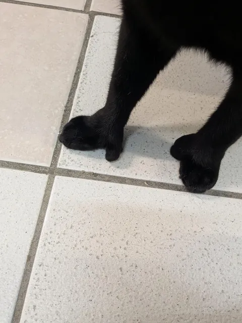 Cattery check-in. Meet Toebin. He's singular. As in, the most extraordinary cat I've ever seen. Not only does he have a flopped ear- he doesn't have paws. This guy has straight up hands. (He also bleps often). Needs adopting!