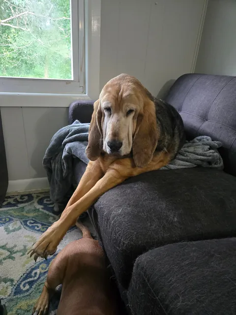 I've only has her for a year but I love this old girl so much! Her name is Gemma and she's about to be 11.