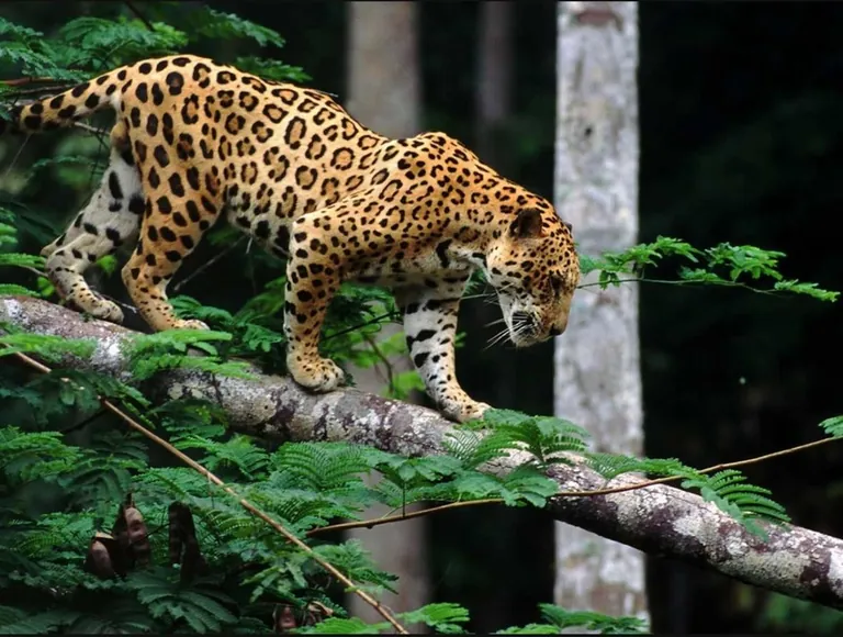Who would love to see okapi and jaguars in Minecraft’s jungle biomes?