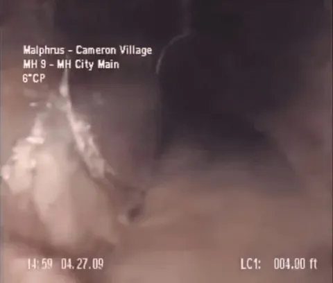 Pulsating mass of Tubifex in sewer