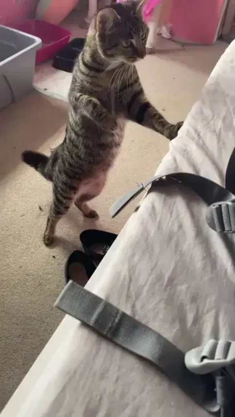 Cat got scared of her own baby kitten 😳