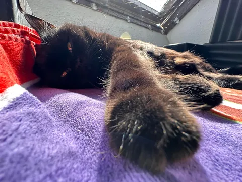 This little goober turned 4 years old today. He’s one of the most expressive cats I have seen.