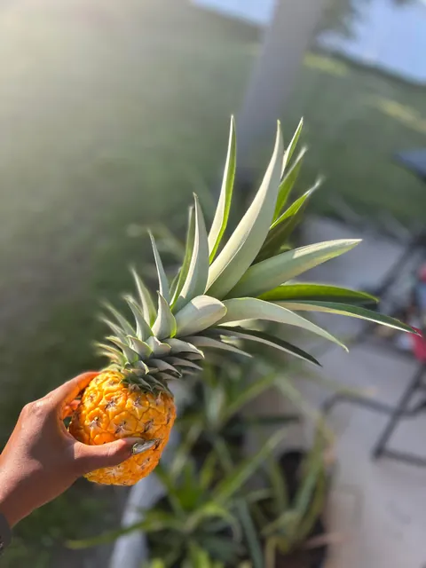 I harvested my first pineapple! 🍍