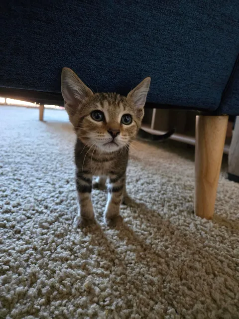 Meet Dash, my first pet ever 😺