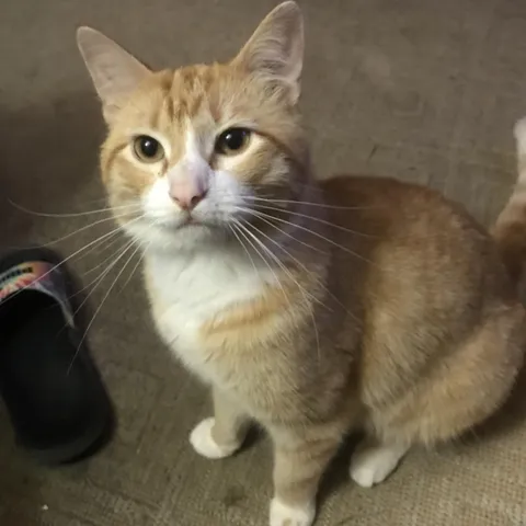 I’m having a terrible day, show me your kitties pls 🙏