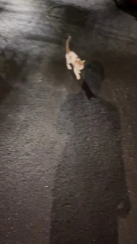 This lil guy followed me home after I intervened him getting attacked by a bigger cat.