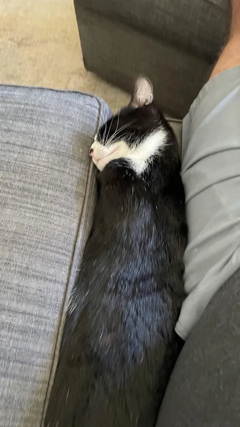 My son is away for the summer, so his cat chose me as his replacement.