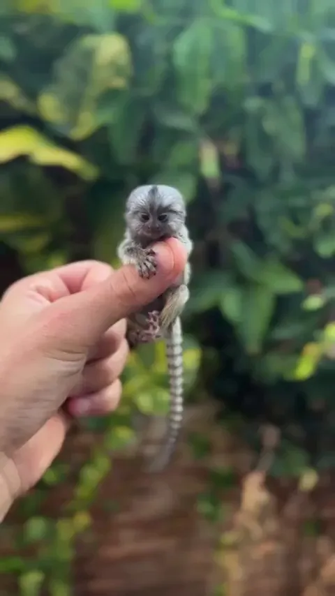 Pygmy Marmoset: The World's Tiny Monkey