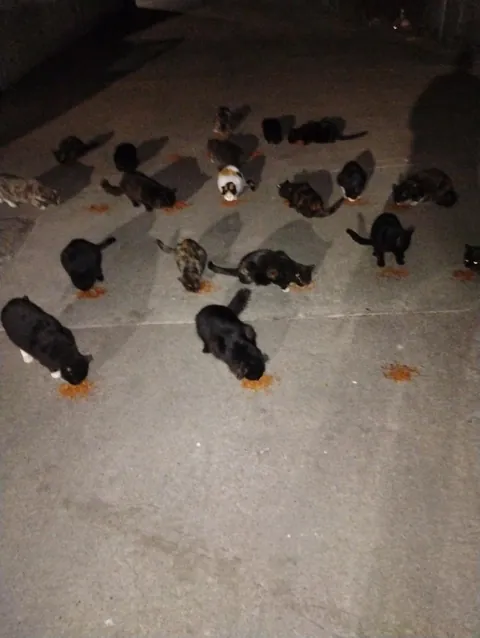 A homeless man in my area feeds over 20 stray cats every night