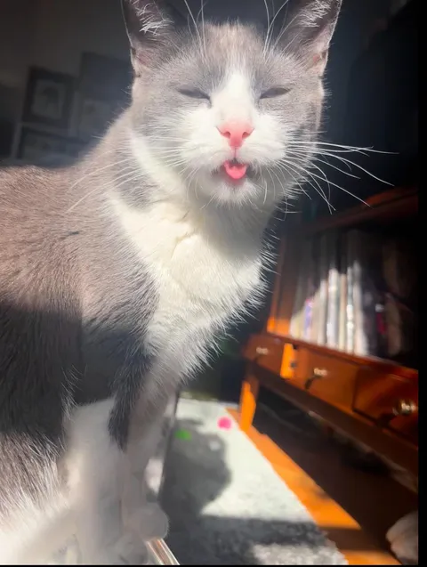 The definition of “blep”