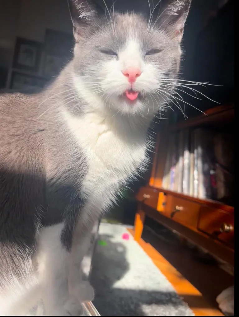 The definition of “blep”