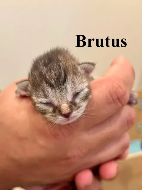 UPDATE: Took in a Feral and now I'm caring for a Litter of Kittens