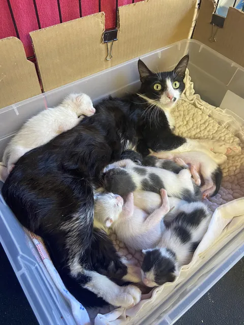 New rescued mama and seven babies!