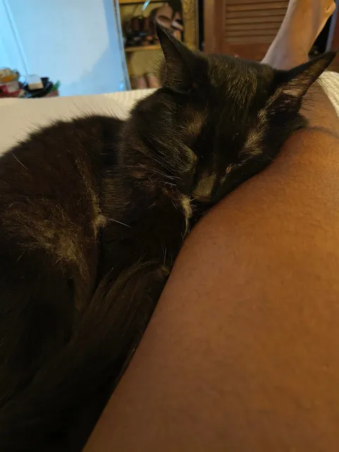 Do you ever just look at your cats sleeping and think of how luck you are?