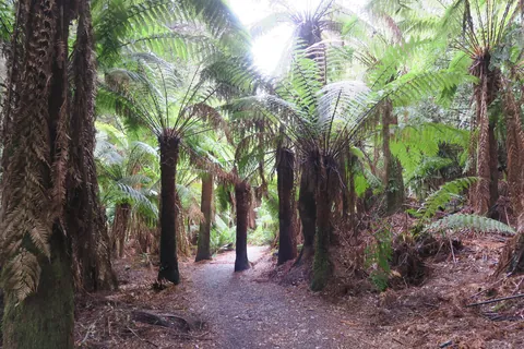 🔥Tasmanian Tree Ferns, Dicksonia antarctica. At Liffey Falls in the Tasmanian Central Highlands.