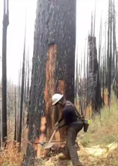 felling a burned tree