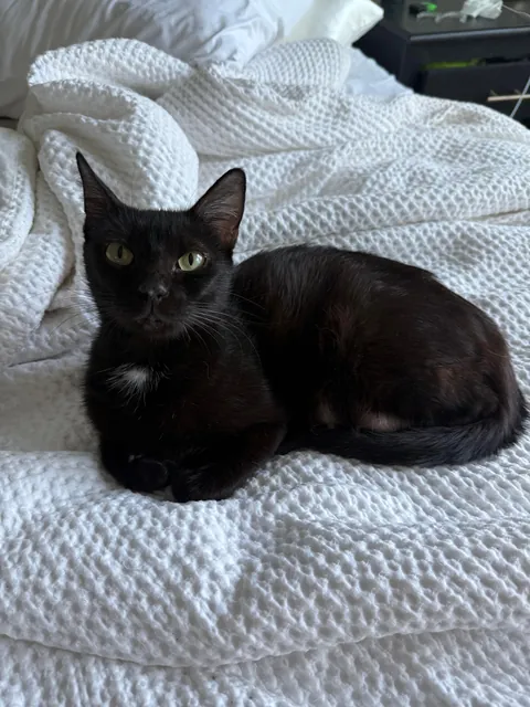 What should I name this sweet girl?