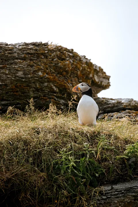 🔥 Atlantic puffin in Mingan Archipelago National Park Reserve 🇨🇦